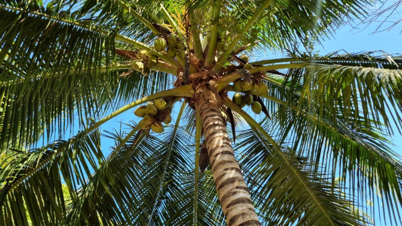 Eco-Camping El Frutal Isla Grande  Exteriér fotografie